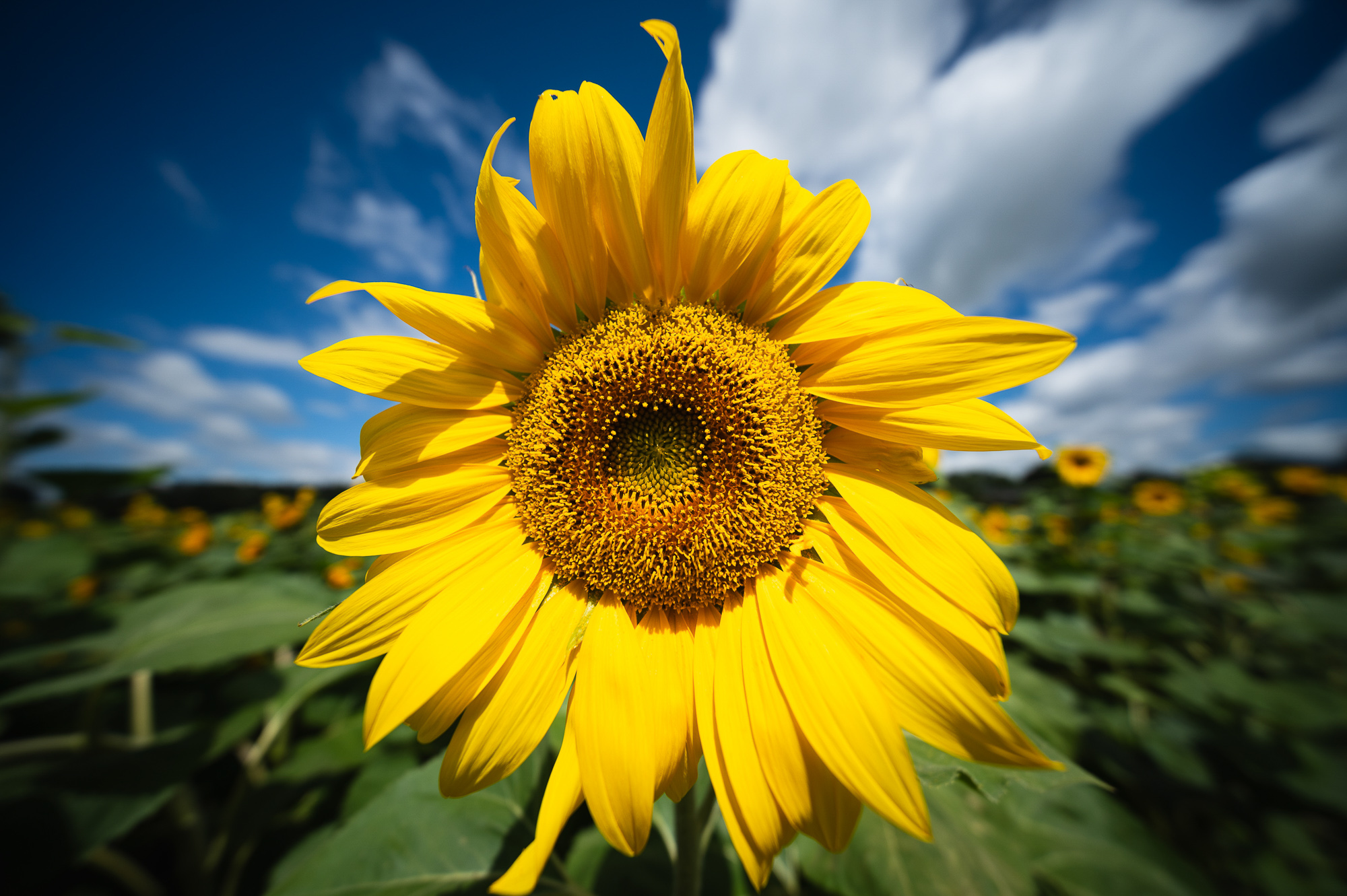 Obiektyw Laowa 10 mm f/2,8 FF II C&D-Dreamer MF do Leica L